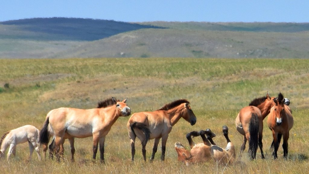 Центр реинтродукции лошади Пржевальского откроется в Хакасии Центр реинтродукции лошади Пржевальского откроется в Хакасии