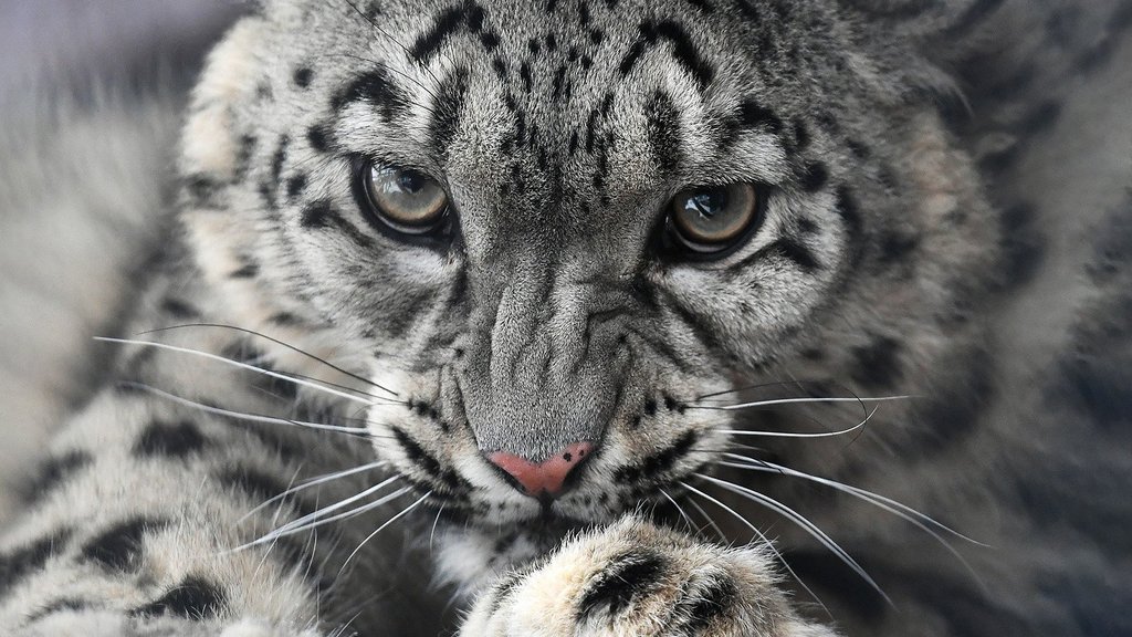 Учёные представили данные о численности ирбисов в России Учёные представили данные о численности ирбисов в России