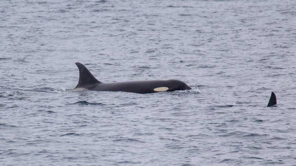 В Кандалакшском заливе впервые за многие годы заметили косаток В Кандалакшском заливе впервые за многие годы заметили косаток