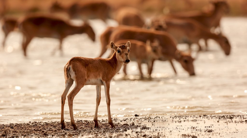 Сайгаки Северо-Западного Прикаспия: как падение численности популяции отразилось на их генетическом разнообразии Сайгаки Северо-Западного Прикаспия: как падение численности популяции отразилось на их генетическом разнообразии
