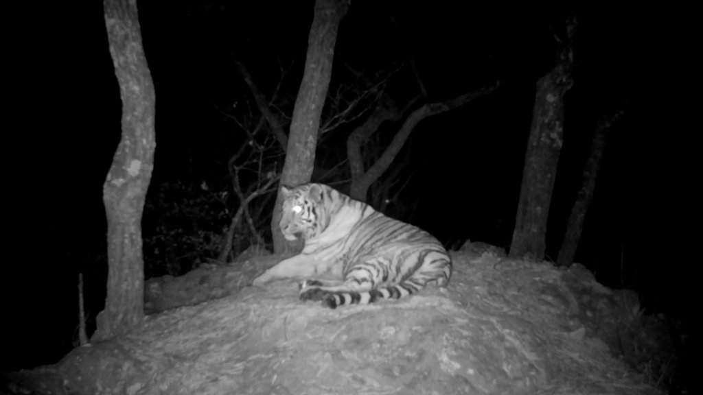 На «Земле леопарда» впервые зафиксирована полная семья амурских тигров На «Земле леопарда» впервые зафиксирована полная семья амурских тигров