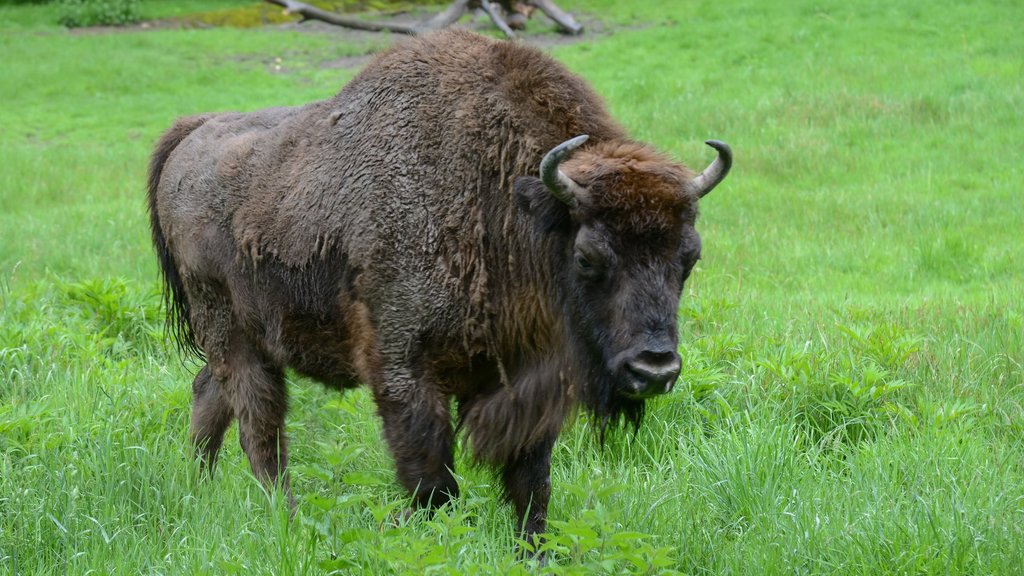 Десять молодых зубров переселили в национальный парк «Смоленское Поозерье» Десять молодых зубров переселили в национальный парк «Смоленское Поозерье»