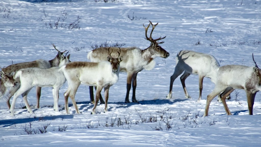 Сотрудники Алтайского заповедника впервые за последние десятилетия встретили более 70 краснокнижных оленей Сотрудники Алтайского заповедника впервые за последние десятилетия встретили более 70 краснокнижных оленей