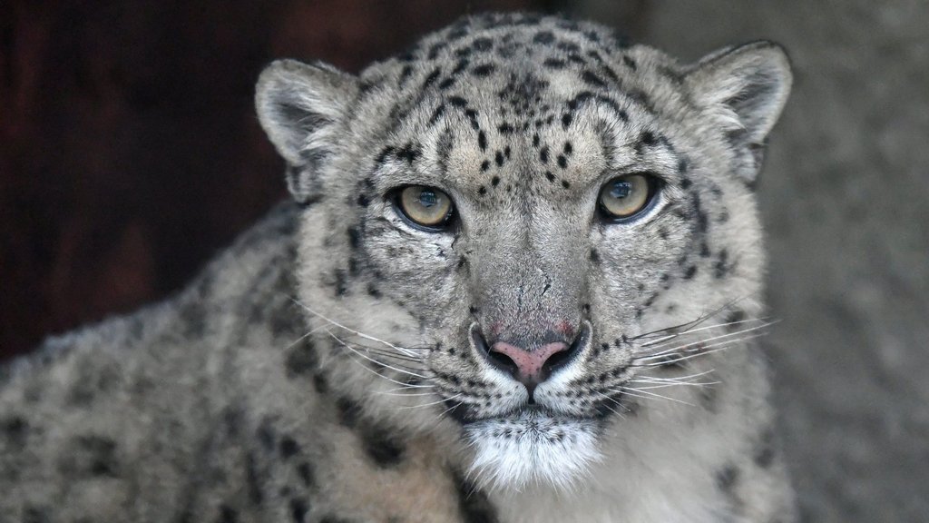 Рекордная в России группировка ирбисов зафиксирована на Алтае Рекордная в России группировка ирбисов зафиксирована на Алтае