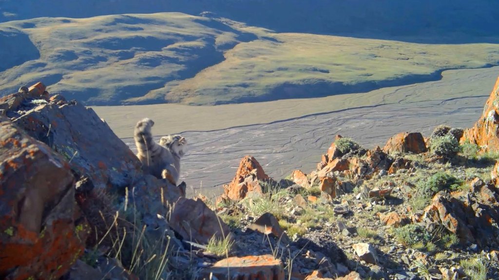 В Сайлюгемском нацпарке манул попытался разорить гнездо птицы В Сайлюгемском нацпарке манул попытался разорить гнездо птицы