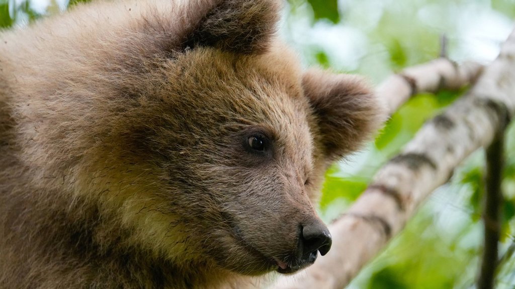 В Алтайском заповеднике успешно перезимовал и прижился спасённый медвежонок В Алтайском заповеднике успешно перезимовал и прижился спасённый медвежонок