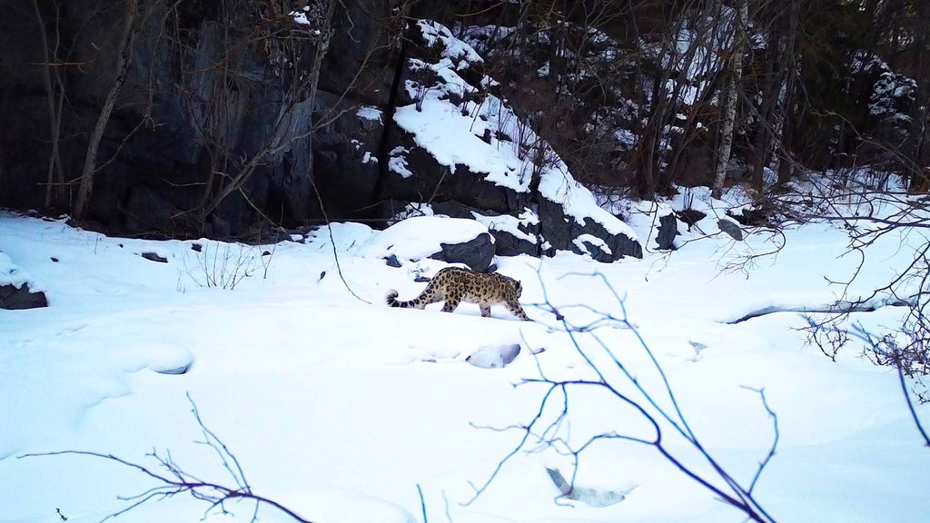 Фотоловушка Сайлюгемского нацпарка запечатлела нового снежного барса Фотоловушка Сайлюгемского нацпарка запечатлела нового снежного барса