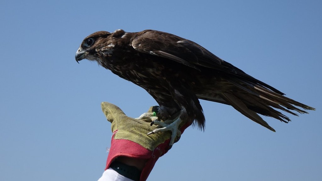 50 редких соколов-балобанов будут выпущены в дикую природу России 50 редких соколов-балобанов будут выпущены в дикую природу России