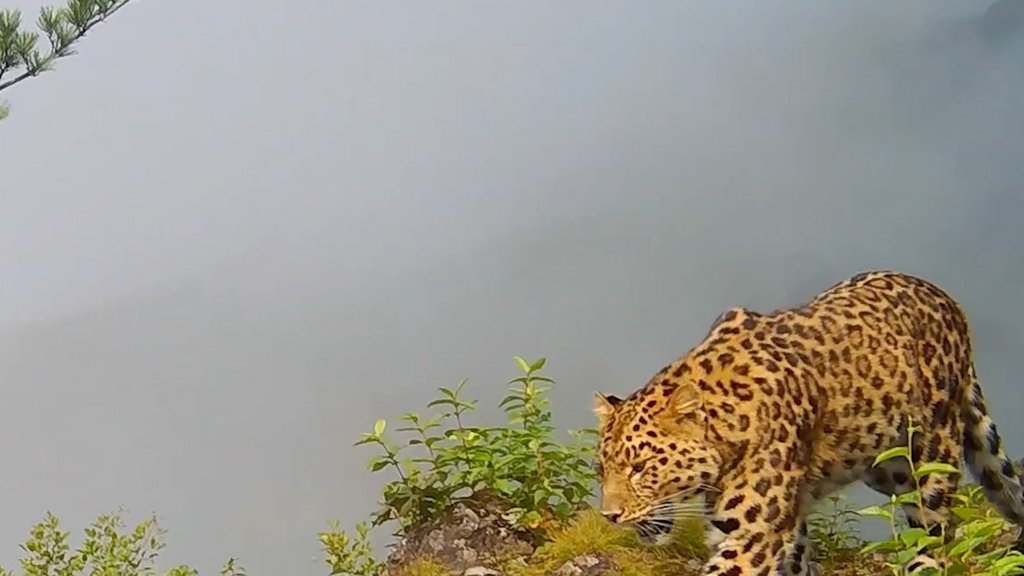 Фотоловушки засняли многодетную самку леопарда с котёнком в Приморье Фотоловушки засняли многодетную самку леопарда с котёнком в Приморье