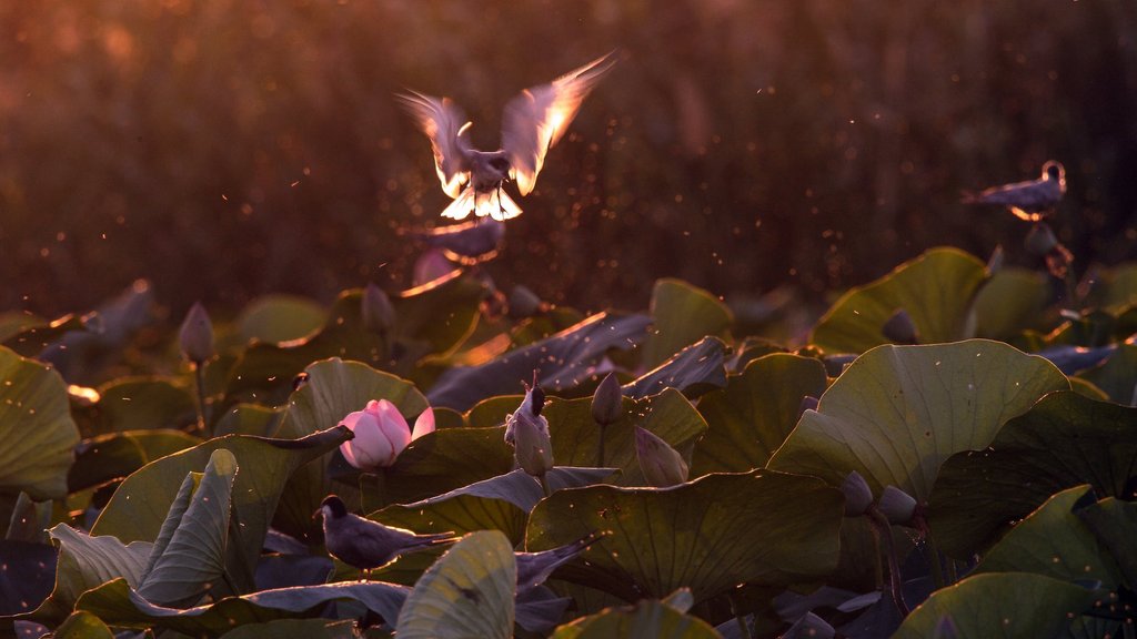 Лотосы и птицы: что могут увидеть туристы в Астраханском заповеднике Лотосы и птицы: что могут увидеть туристы в Астраханском заповеднике