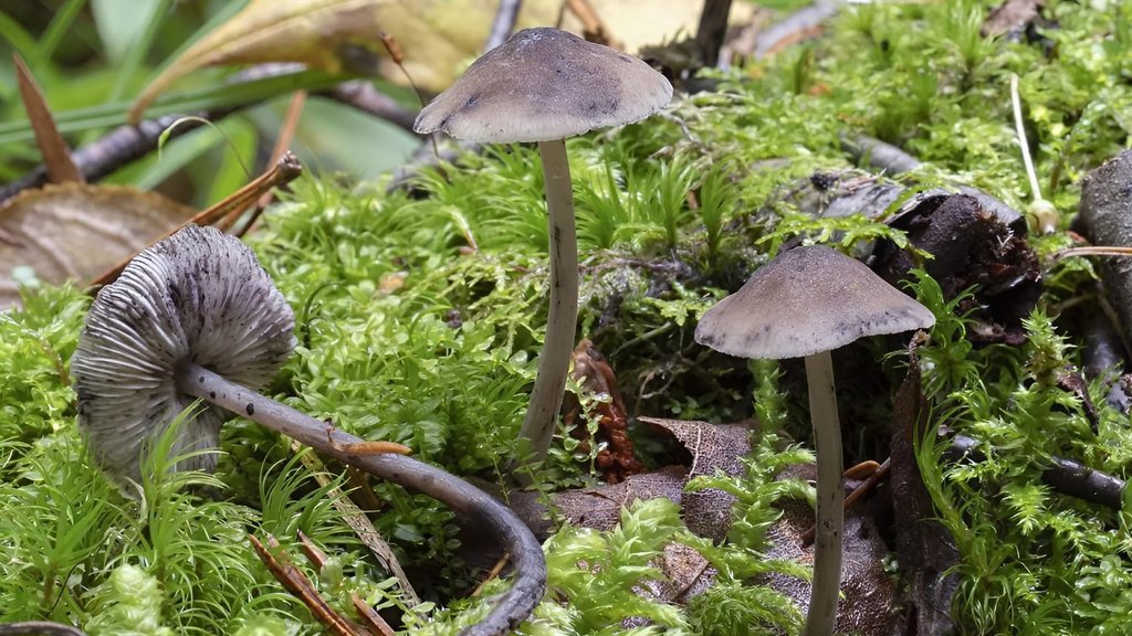 66 новых видов грибов выявили в Сихотэ-Алинском заповеднике 66 новых видов грибов выявили в Сихотэ-Алинском заповеднике