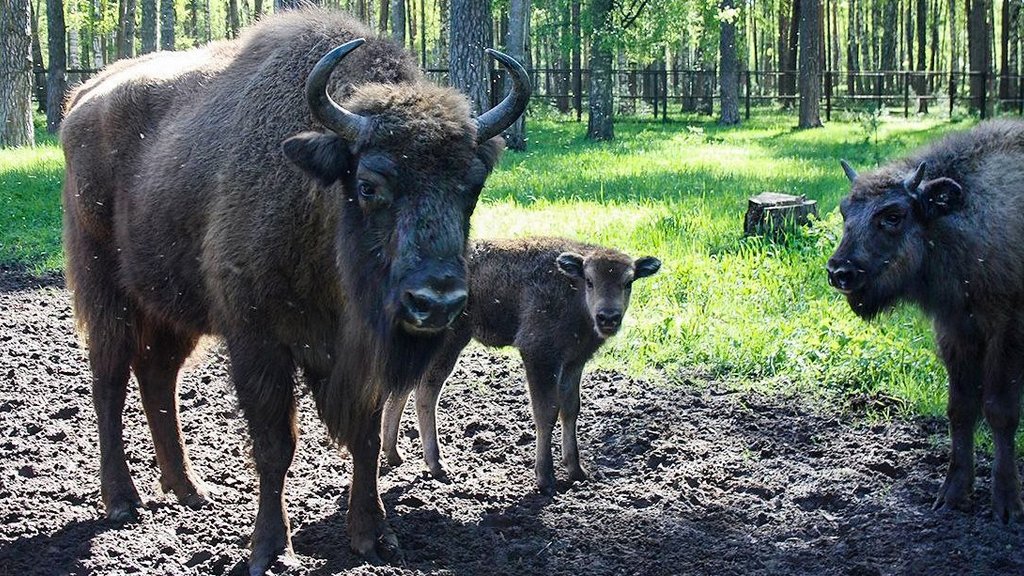 500-й зубрёнок родился в Окском заповеднике 500-й зубрёнок родился в Окском заповеднике