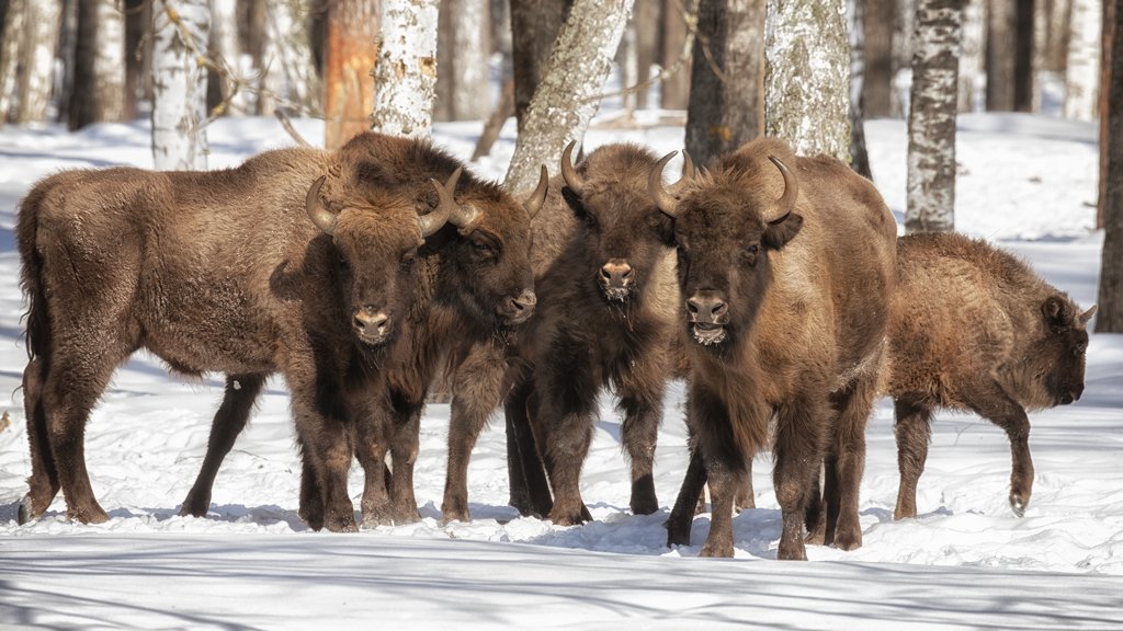 Зубров из питомника Окского заповедника перевезли в национальный парк «Смоленское Поозерье» Зубров из питомника Окского заповедника перевезли в национальный парк «Смоленское Поозерье»