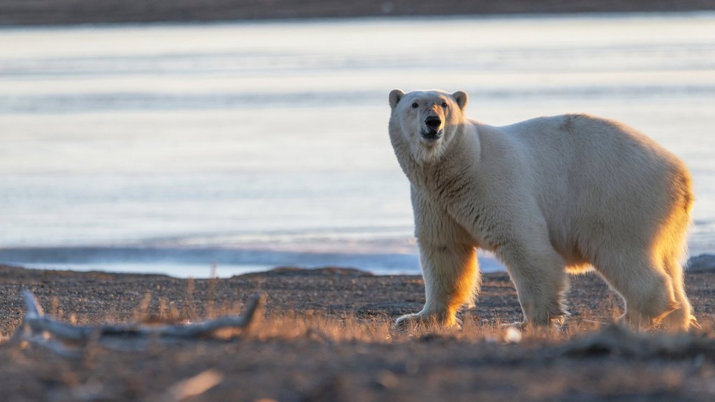 В апреле прошла экспедиция по мониторингу родовых берлог белых медведей В апреле прошла экспедиция по мониторингу родовых берлог белых медведей