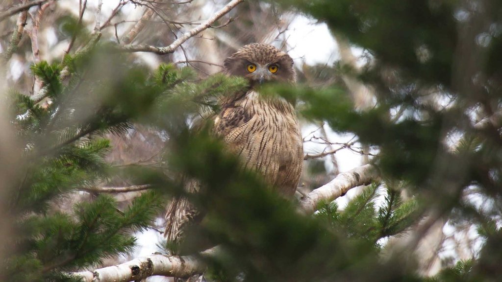 На острове Кунашир выросла численность рыбных филинов На острове Кунашир выросла численность рыбных филинов