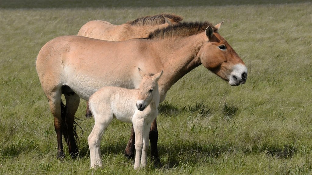 В Оренбургском заповеднике появилось на свет третье поколение лошадей Пржевальского В Оренбургском заповеднике появилось на свет третье поколение лошадей Пржевальского