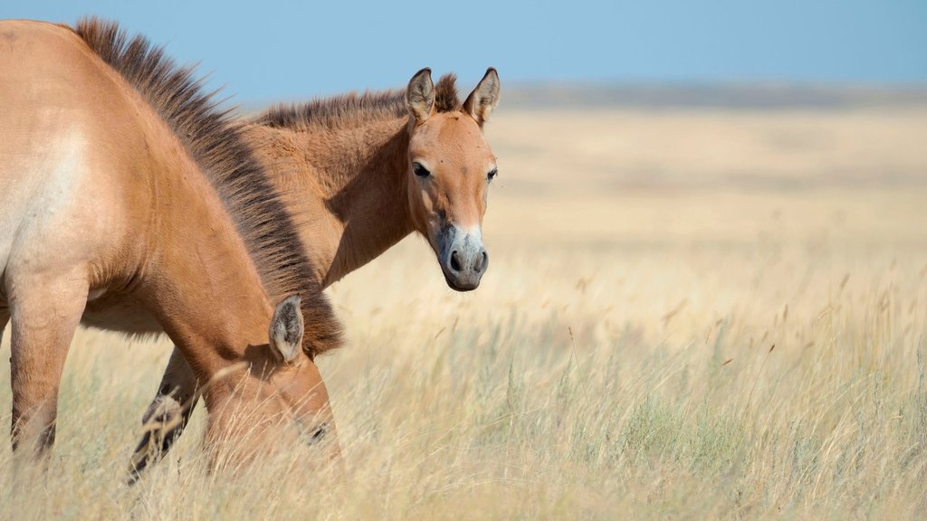 Проекту по созданию полувольной популяции лошади Пржевальского в России исполнилось десять лет Проекту по созданию полувольной популяции лошади Пржевальского в России исполнилось десять лет