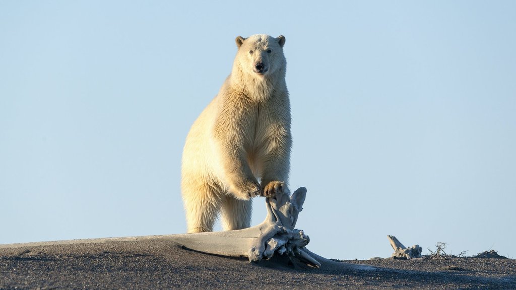 Сегодня отмечается День белого медведя Сегодня отмечается День белого медведя