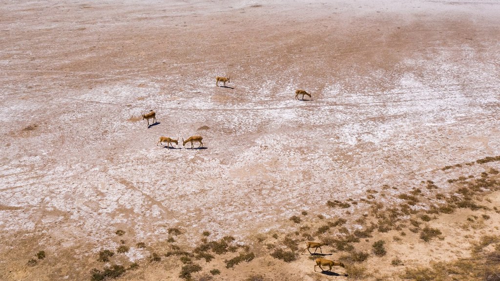 Редкий вид растений впервые обнаружен в заповеднике «Чёрные земли» Редкий вид растений впервые обнаружен в заповеднике «Чёрные земли»