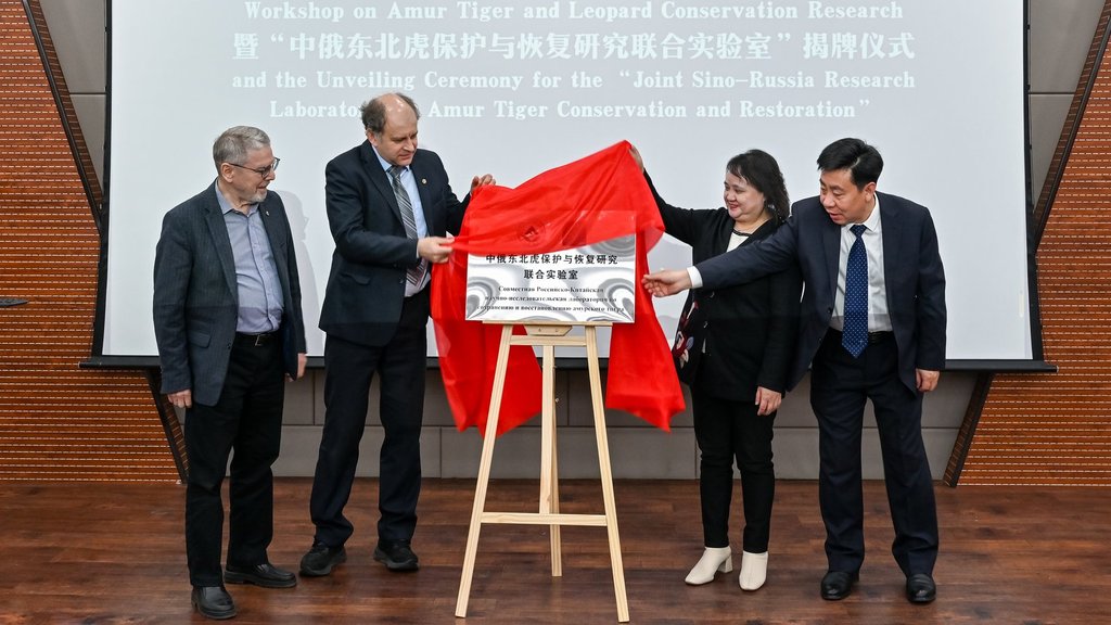 Открылась российско-китайская лаборатория по сохранению амурского тигра Открылась российско-китайская лаборатория по сохранению амурского тигра