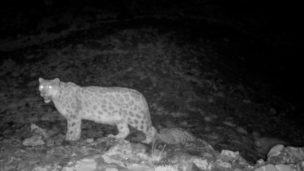 Самку снежного барса с тремя котятами заметили в Горном Алтае Самку снежного барса с тремя котятами заметили в Горном Алтае