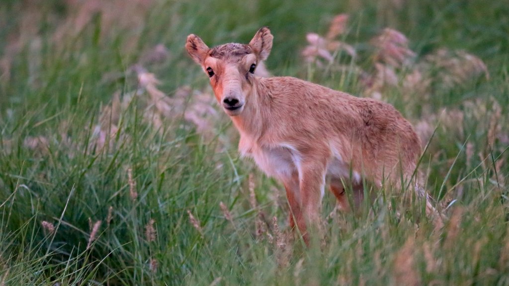 Подведены итоги половозрастного учёта популяции сайгаков Подведены итоги половозрастного учёта популяции сайгаков