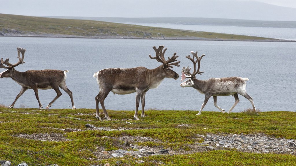 Спутниковые ошейники помогут следить за перемещениями северных оленей на западе Таймыра Спутниковые ошейники помогут следить за перемещениями северных оленей на западе Таймыра