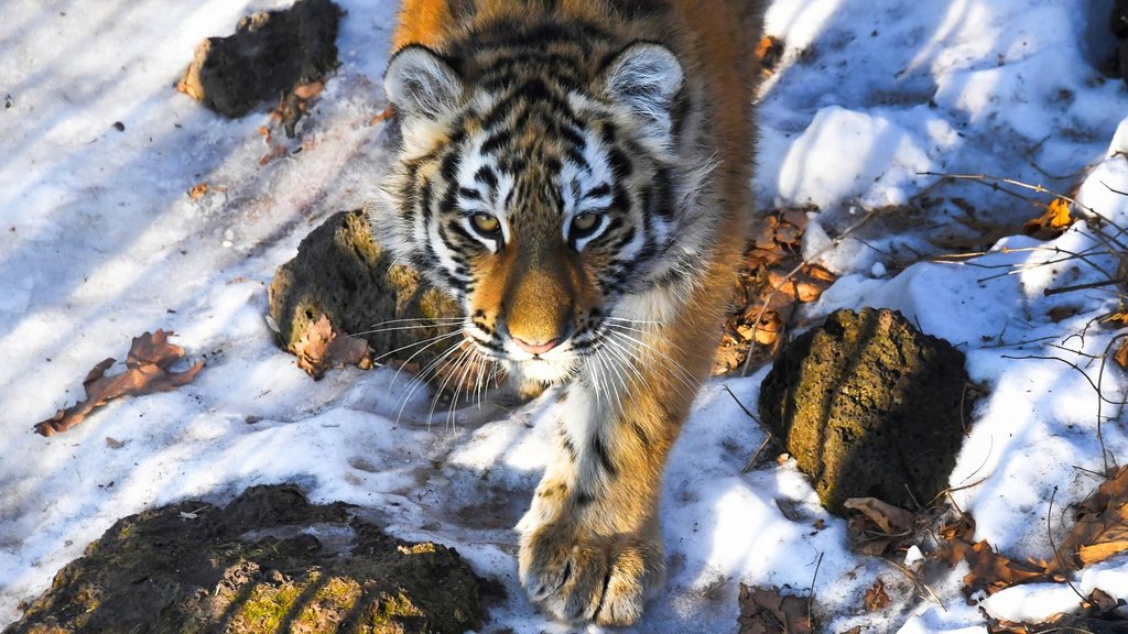 В Лазовском заповеднике и «Зове тигра» завершился учёт амурского тигра В Лазовском заповеднике и «Зове тигра» завершился учёт амурского тигра