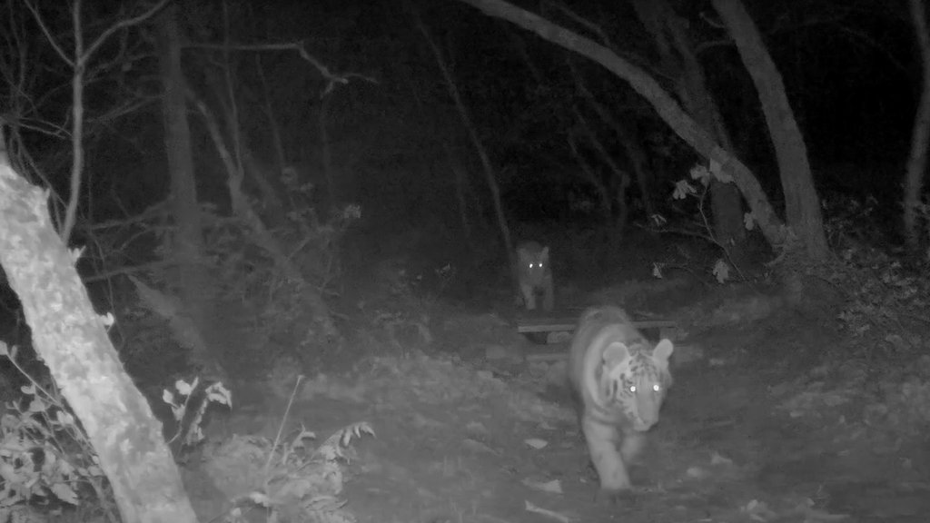 Двое тигрят попали в объектив фотоловушки Сихотэ-Алинского заповедника Двое тигрят попали в объектив фотоловушки Сихотэ-Алинского заповедника
