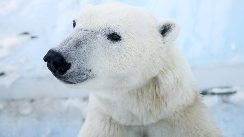 В нацпарке «Ленские Столбы» разработали пятилетнюю программу для изучения белого медведя В нацпарке «Ленские Столбы» разработали пятилетнюю программу для изучения белого медведя