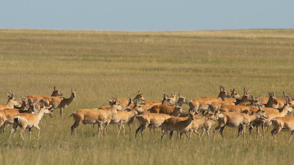 В Даурском заповеднике посчитают краснокнижных антилоп в новых местах обитания В Даурском заповеднике посчитают краснокнижных антилоп в новых местах обитания
