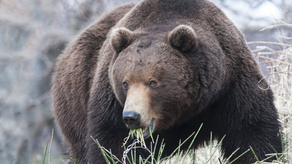 В нацпарке «Ленские Столбы» обработали первые данные с GPS-ошейника бурого медведя В нацпарке «Ленские Столбы» обработали первые данные с GPS-ошейника бурого медведя