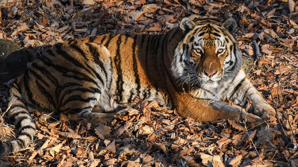 Амурские тигры из России помогут восстановить популяцию редкого хищника в Казахстане Амурские тигры из России помогут восстановить популяцию редкого хищника в Казахстане