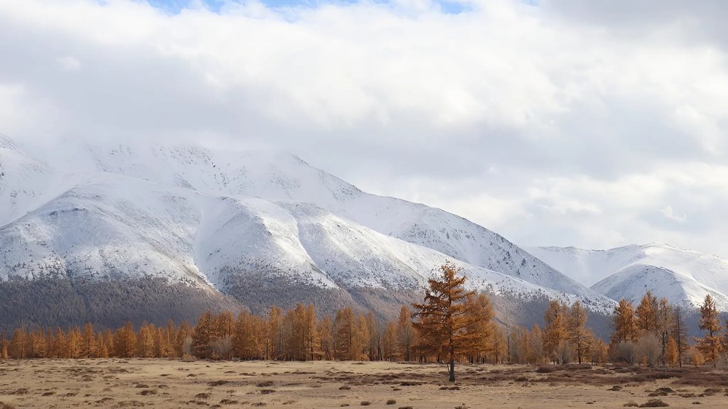 На хребте Талдуаир установили камеры для фиксации снежного барса На хребте Талдуаир установили камеры для фиксации снежного барса
