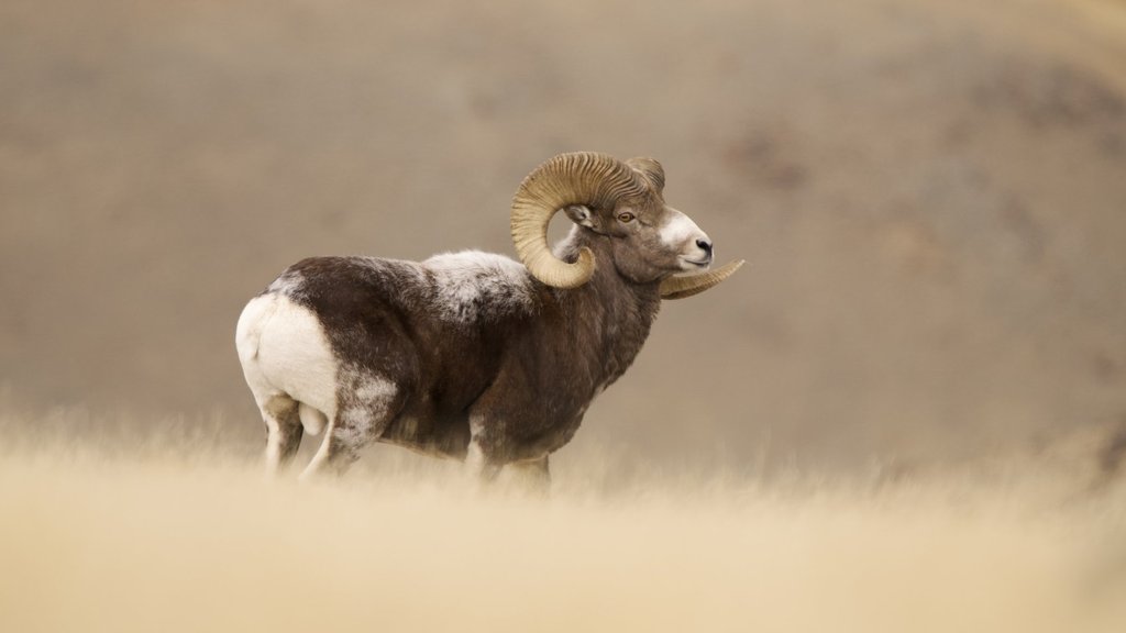 В заповеднике «Убсунурская котловина» завершился учёт численности аргали В заповеднике «Убсунурская котловина» завершился учёт численности аргали