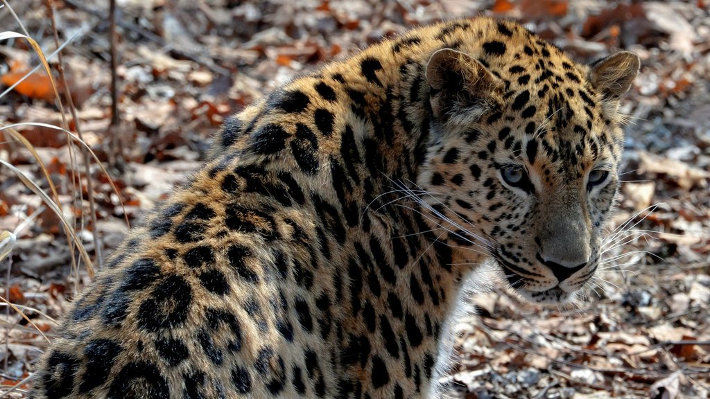 Численность дальневосточных леопардов в России выросла до 129 особей Численность дальневосточных леопардов в России выросла до 129 особей