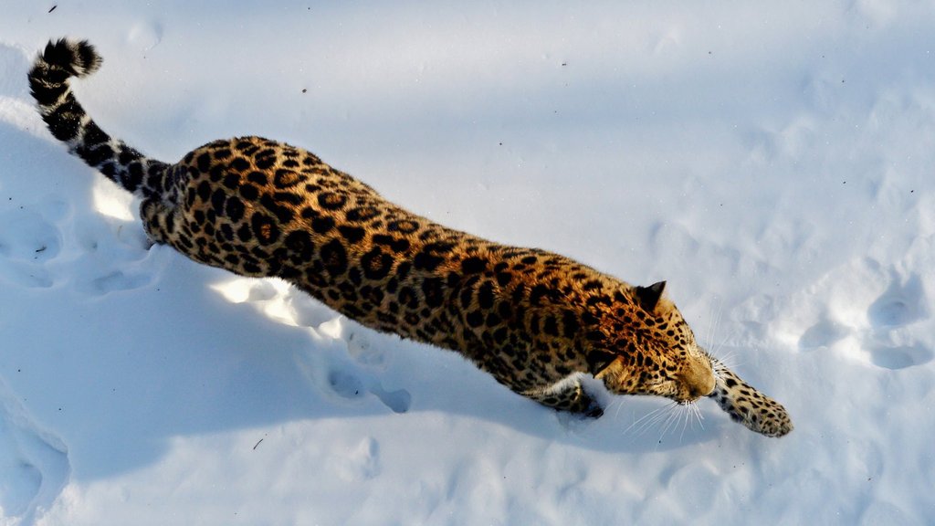 Россия присоединилась к Международному альянсу больших кошек Россия присоединилась к Международному альянсу больших кошек