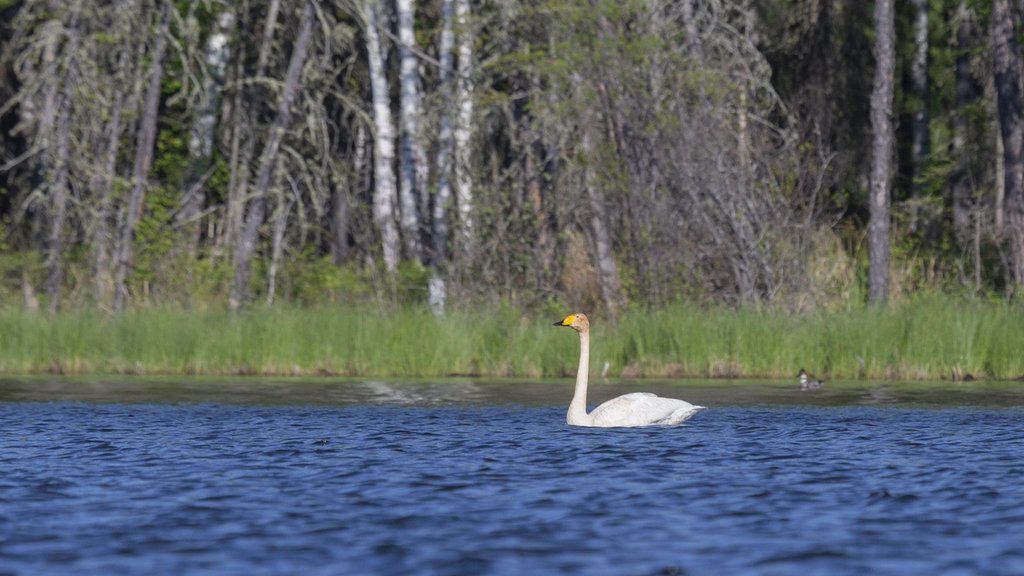 В Подмосковье зафиксировали краснокнижных лебедей-кликунов В Подмосковье зафиксировали краснокнижных лебедей-кликунов