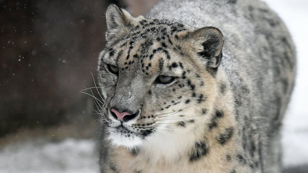 23 октября – Международный день снежного барса 23 октября – Международный день снежного барса