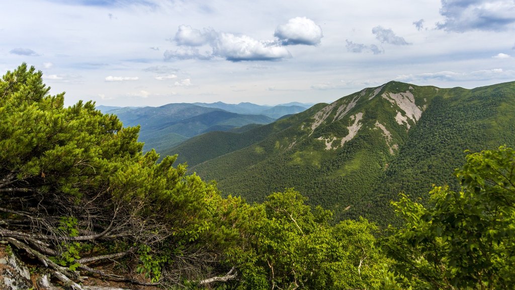 Сихотэ-Алинский заповедник создаст онлайн-карту елово-пихтовых лесов Сихотэ-Алинский заповедник создаст онлайн-карту елово-пихтовых лесов