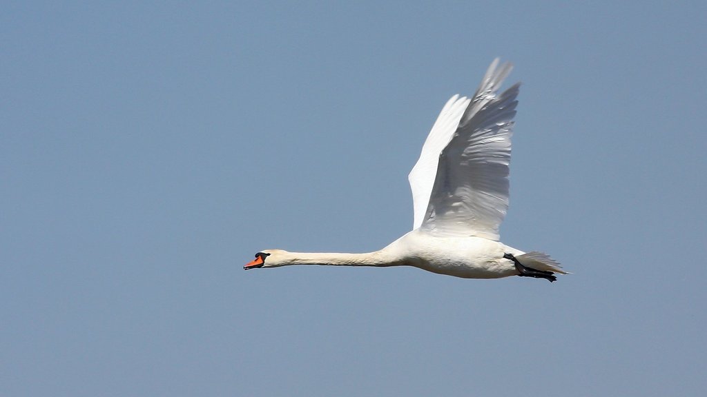 В нацпарке «Башкирия» подведены итоги зимнего учёта птиц В нацпарке «Башкирия» подведены итоги зимнего учёта птиц