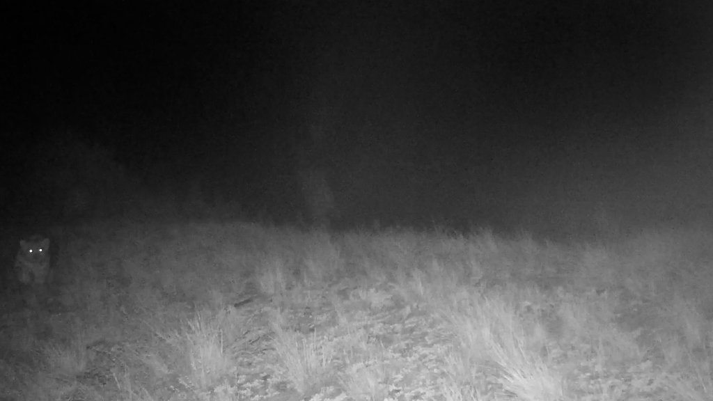 Котята снежного барса попали в объектив фотоловушки в Саяно-Шушенском заповеднике Котята снежного барса попали в объектив фотоловушки в Саяно-Шушенском заповеднике