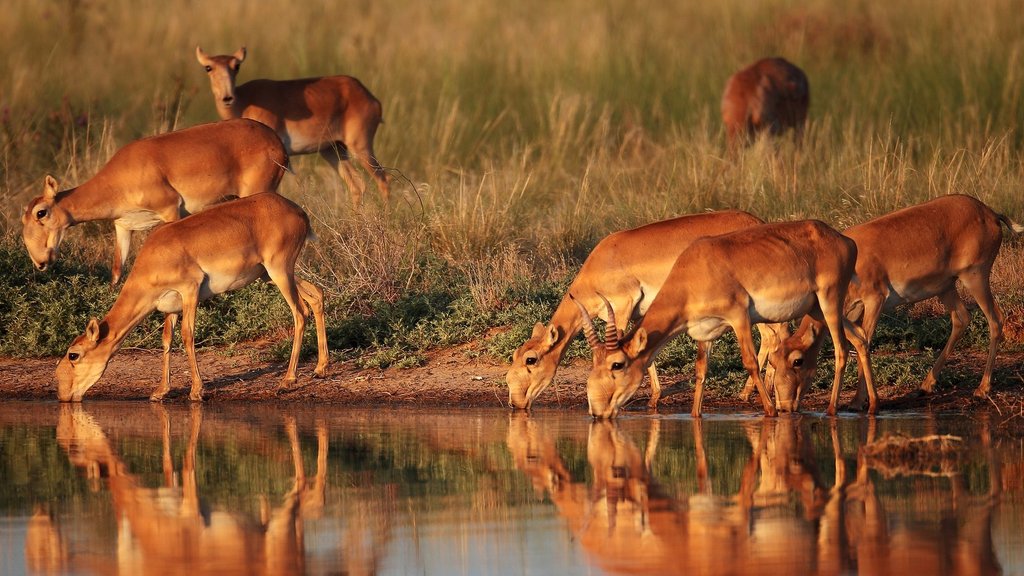 Численность прикаспийской популяции сайгаков в России к осени может достигнуть 55 тысяч особей Численность прикаспийской популяции сайгаков в России к осени может достигнуть 55 тысяч особей