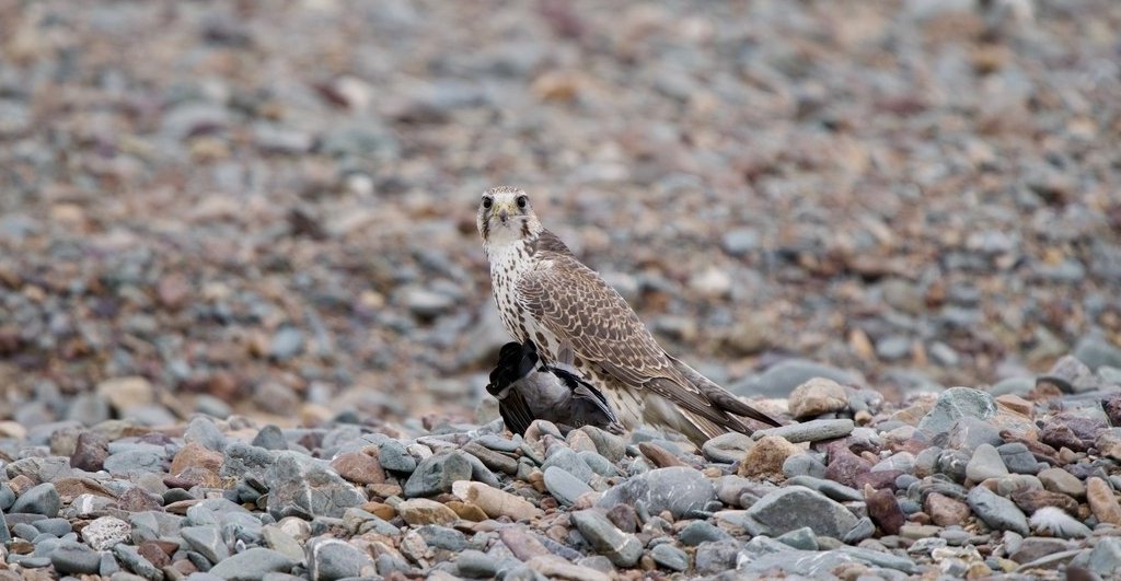 Охота дикого сокола-балобана попала на камеру сотрудников Сайлюгемского нацпарка Охота дикого сокола-балобана попала на камеру сотрудников Сайлюгемского нацпарка