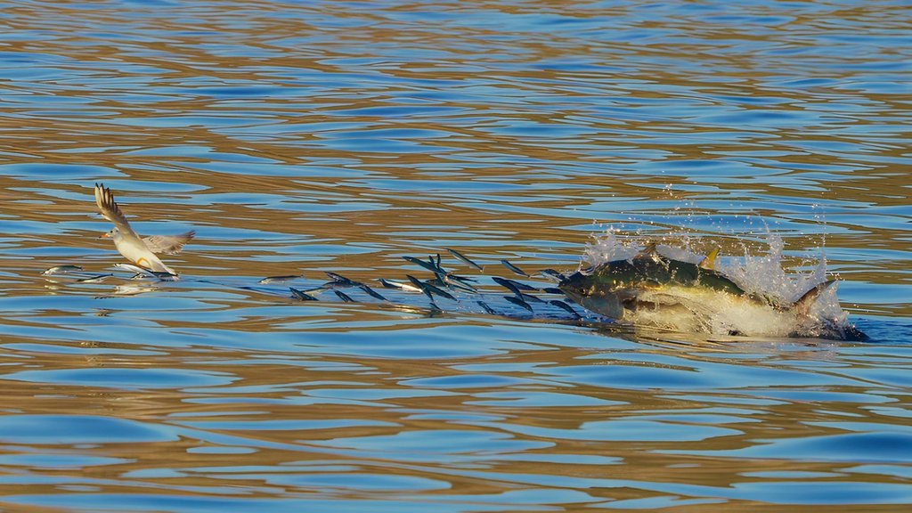 Синепёрый тунец замечен в акватории Сихотэ-Алинского заповедника Синепёрый тунец замечен в акватории Сихотэ-Алинского заповедника