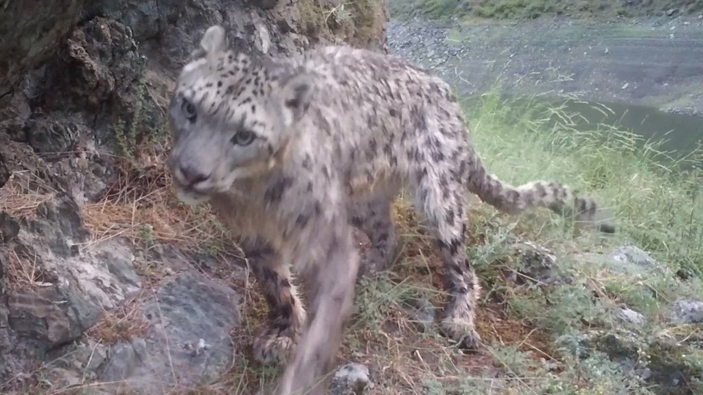 Фотоловушка Саяно-Шушенского заповедника зафиксировала ирбиса, переплывшего реку Фотоловушка Саяно-Шушенского заповедника зафиксировала ирбиса, переплывшего реку