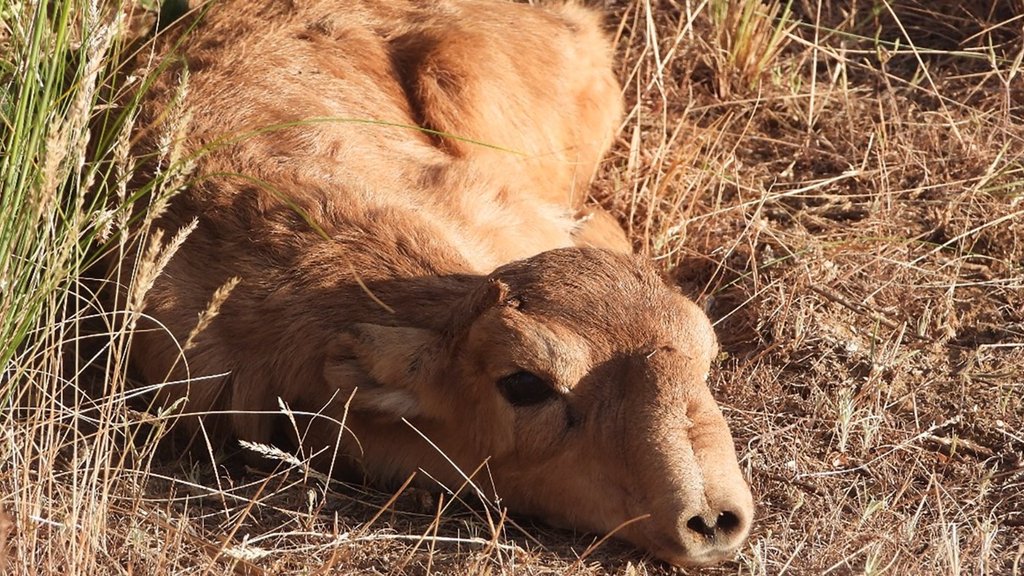 В заповеднике «Чёрные земли» закончился отёл сайгаков В заповеднике «Чёрные земли» закончился отёл сайгаков