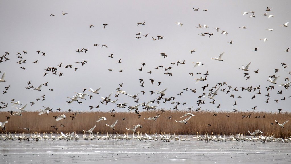 Орнитологи Астраханского заповедника провели учёт зимующих птиц в дельте Волги Орнитологи Астраханского заповедника провели учёт зимующих птиц в дельте Волги