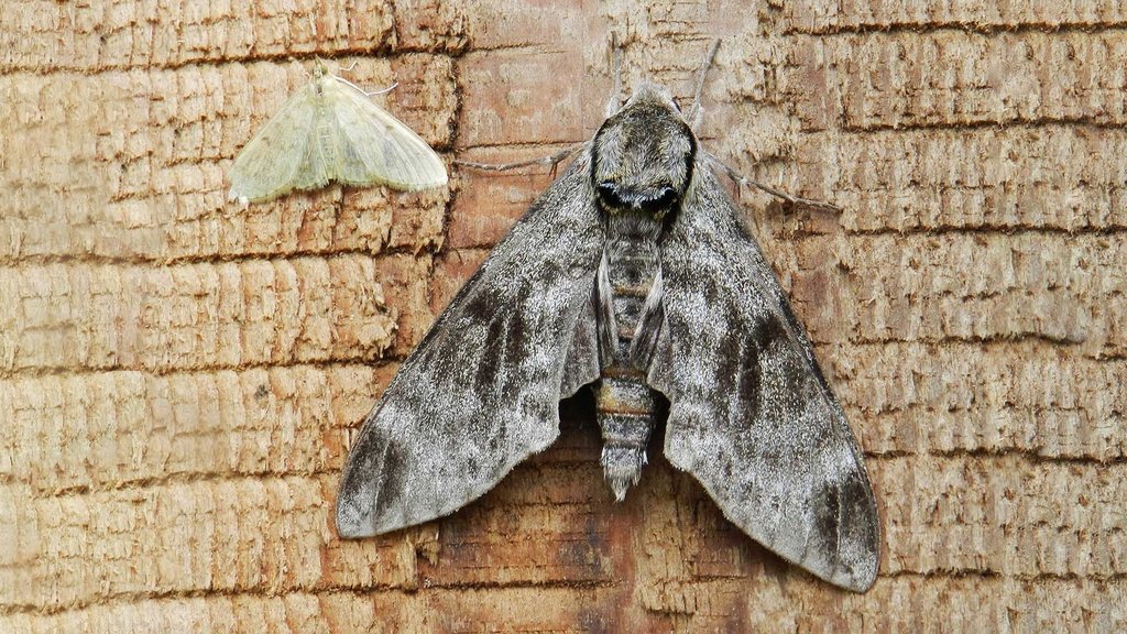 В Курильском заповеднике обнаружены новые для фауны России виды бабочек В Курильском заповеднике обнаружены новые для фауны России виды бабочек