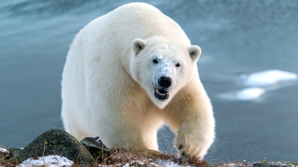 В Якутии подсчитали популяцию белых медведей В Якутии подсчитали популяцию белых медведей